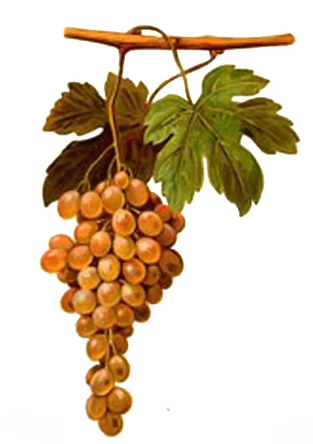 Alamais